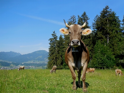 牛 牛乳 哺乳類のような牛
 牧草地
 写真