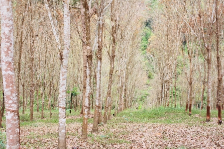 Tree woodland ecosystem grove Photo