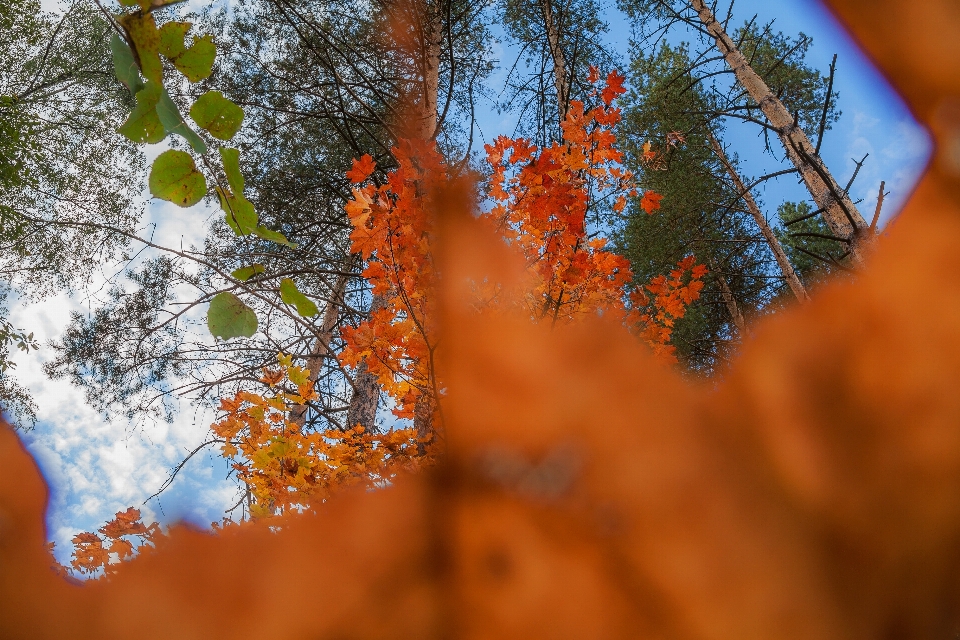 Herbst herbstblätter
 himmel september