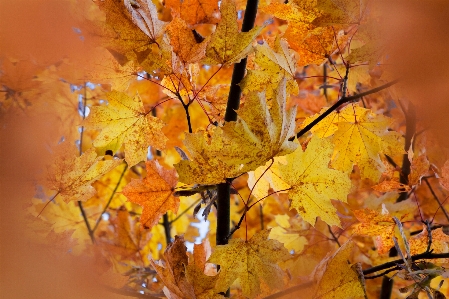 Orange maple leaves september Photo