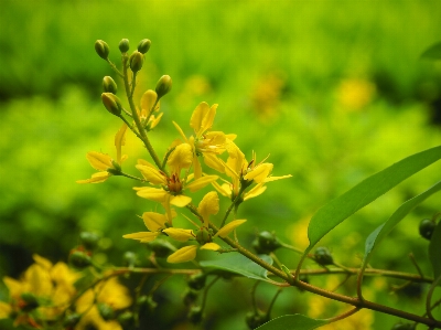 Yellow flowers flora vegetation Photo