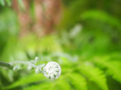 Leaves nature green water Photo