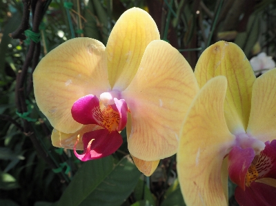 Yellow orchid flower plant flora Photo