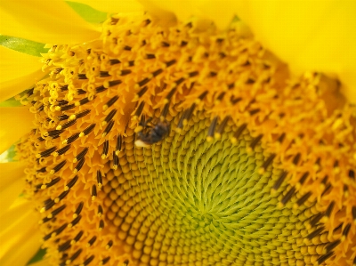 Sunflower yellow flower seed Photo