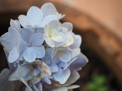 Photo Hortensia bleu
 fleur bleu blanc