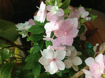 Flowers flower plant flowering Photo