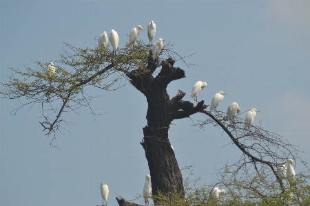 Baum zweig holzige pflanze
 himmel Foto