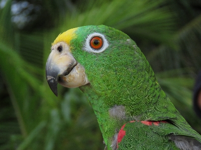 オウム 鳥 嘴 fauna 写真