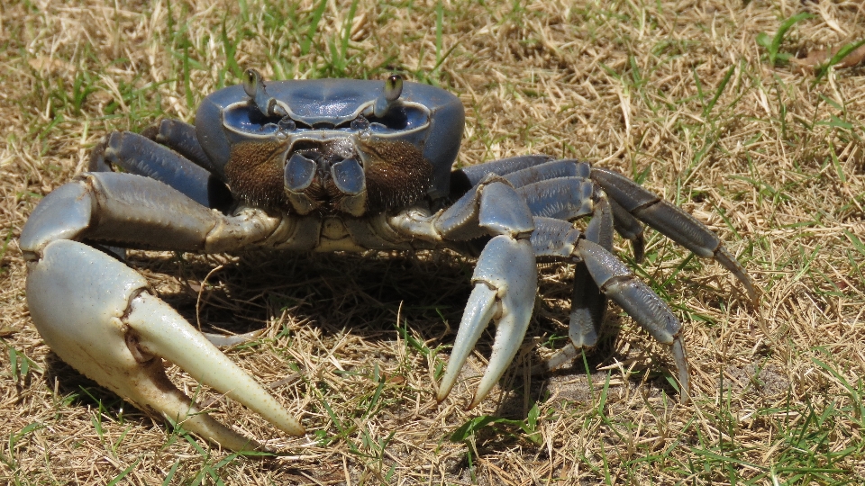 カニ 十脚目
 サワガニ
 甲殻類