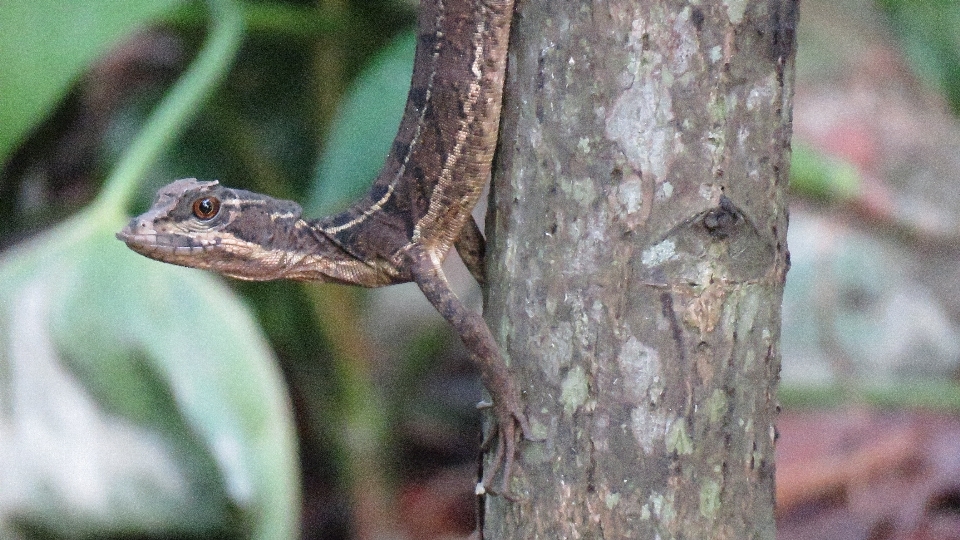 Kadal reptil bersisik
 fauna