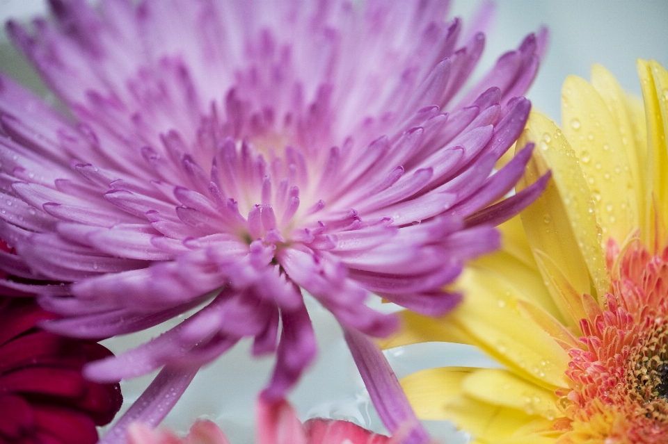 Marguerite africaine
 attractif arrière-plan beau