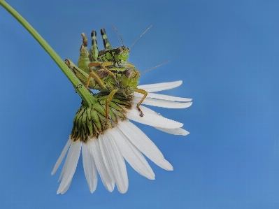 Locusts insects daisy flower Photo