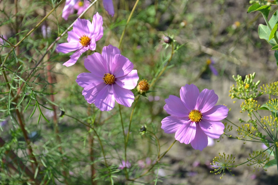 Flowers cosmea summer plant