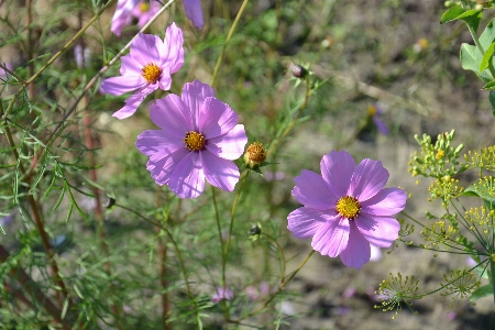 Flowers cosmea summer plant Photo