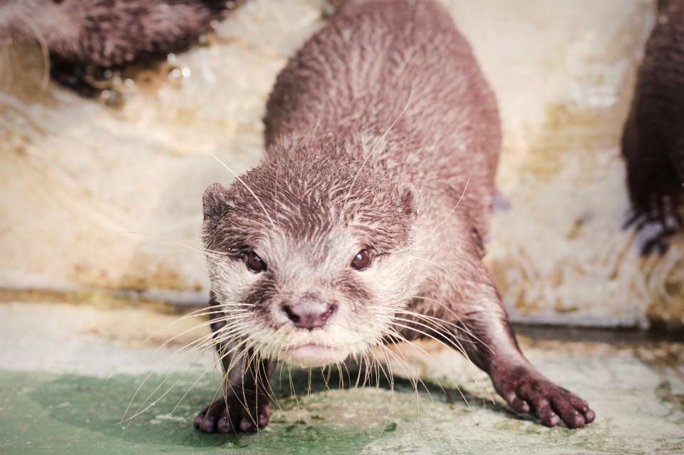 Castor lontra fauna mamífero