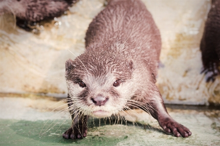 ビーバー カワウソ fauna 哺乳類 写真