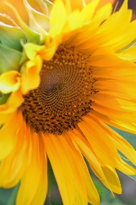 Sunflower field beautiful yellow Photo