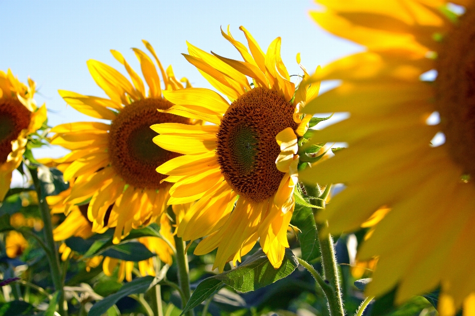 Sunflower field beautiful yellow