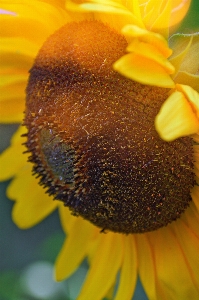 Sunflower field beautiful yellow Photo