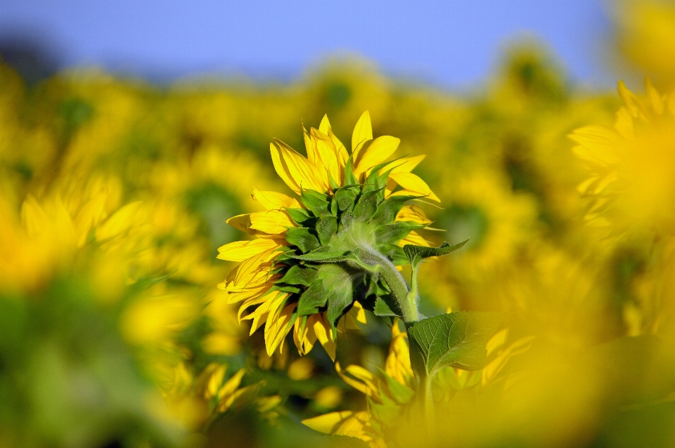 Girassol campo lindo amarelo