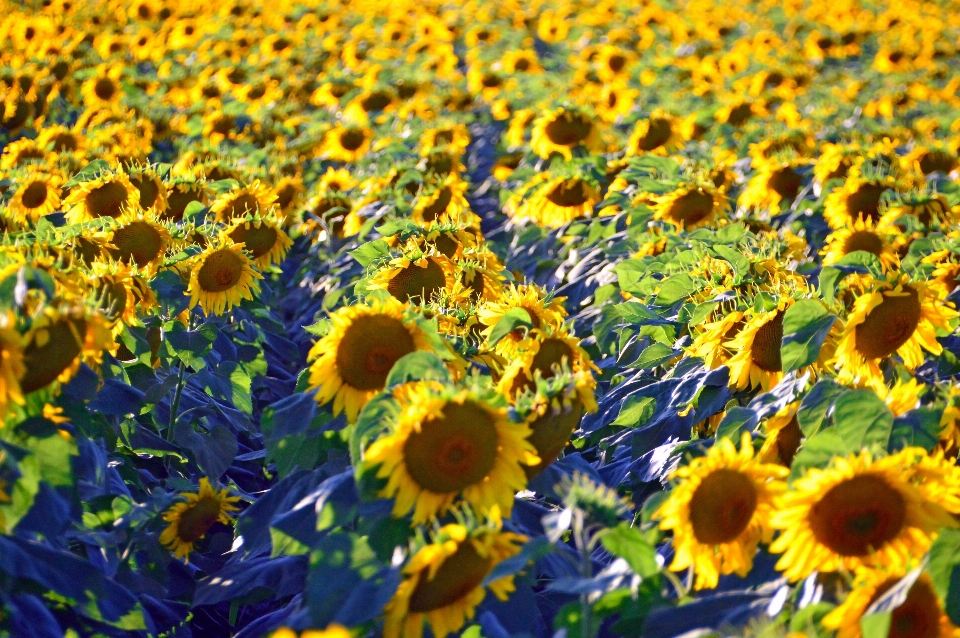 Sunflower field beautiful yellow