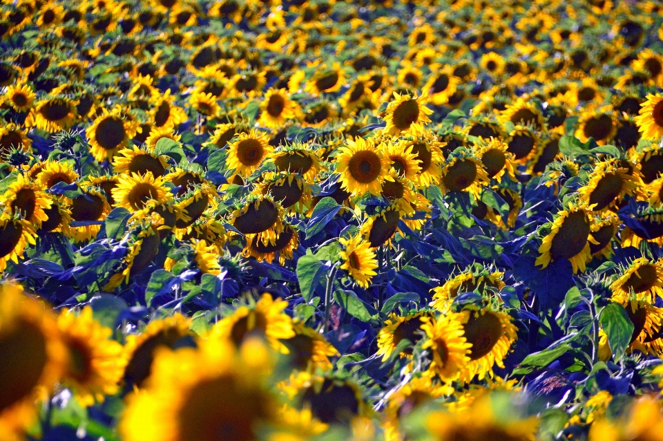 Sonnenblume feld schön gelb