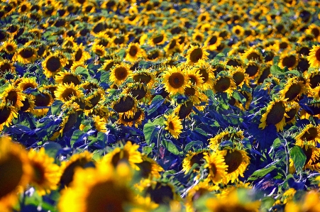 Sunflower field beautiful yellow Photo