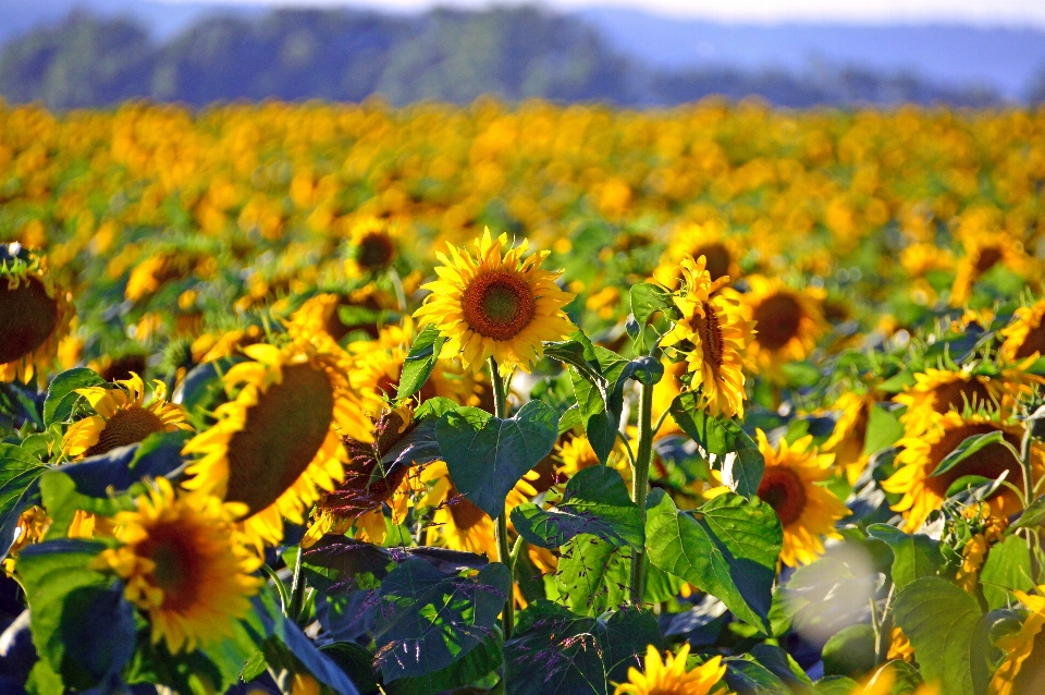 Tournesol champ beau jaune