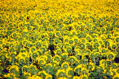 Sunflower field beautiful yellow Photo