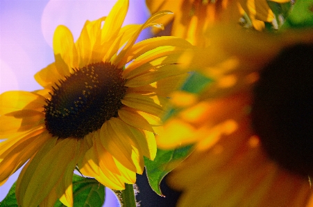 Sunflower field beautiful yellow Photo