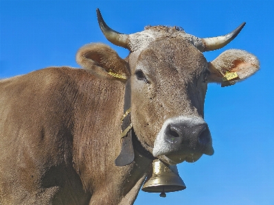 Milk cow beef cattle like mammal Photo