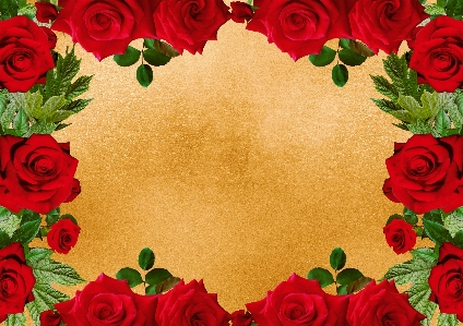 Flowers frame design red roses Photo