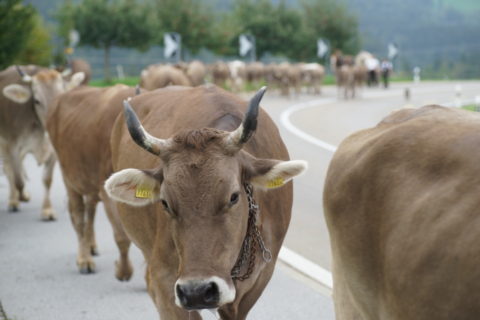 Mucca bestiame come mammifero
 fauna da latte
