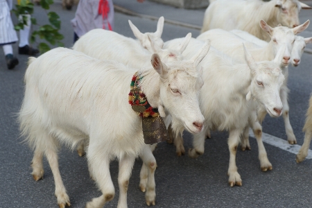 Foto Cabra cabras família vaca
 gado