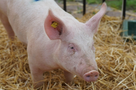 Foto Babi domestik
 seperti mamalia
 fauna