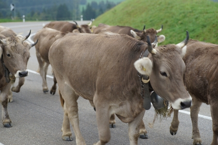 牛 哺乳類のような牛
 群れ 牛ヤギの家族
 写真