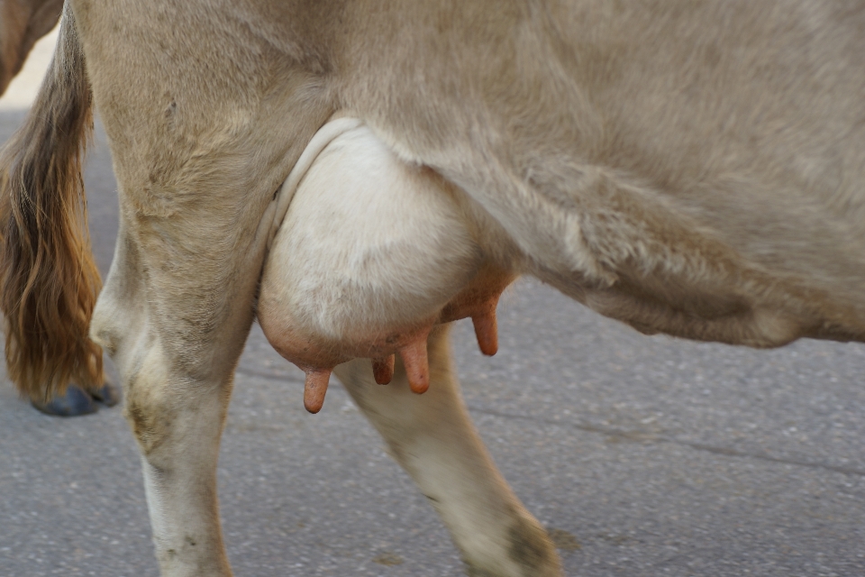 Inek fauna burun
 keçiler