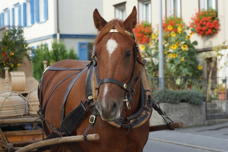 Horse harness bridle tack Photo