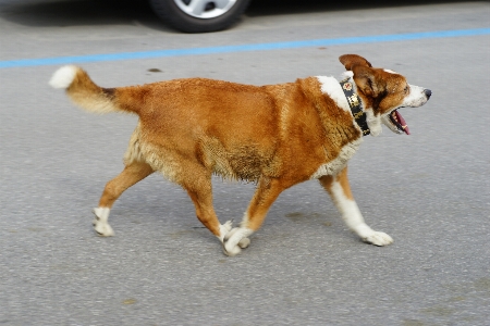 Köpek türü
 memeli gibi köpek
 ırkı grubu
 Fotoğraf