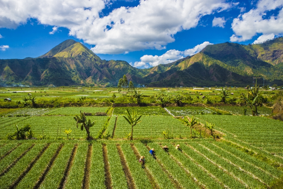 Rice field landscape hills farmers