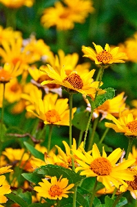 Summer yellow flowers flower Photo