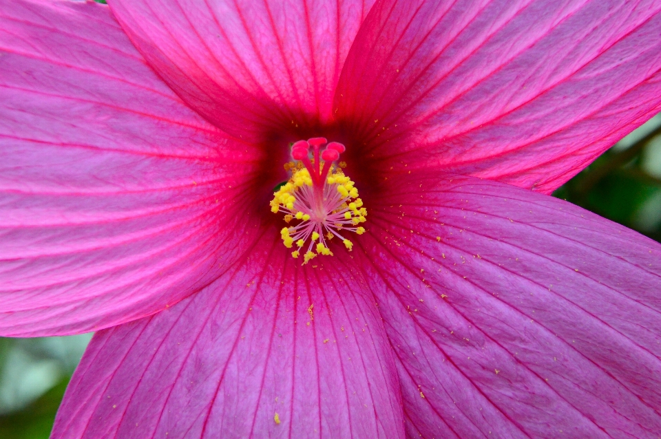 Hibiscus rose fleur arrière-plan