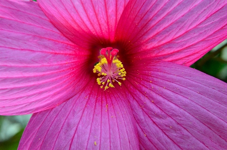 Hibiscus rose flower background Photo