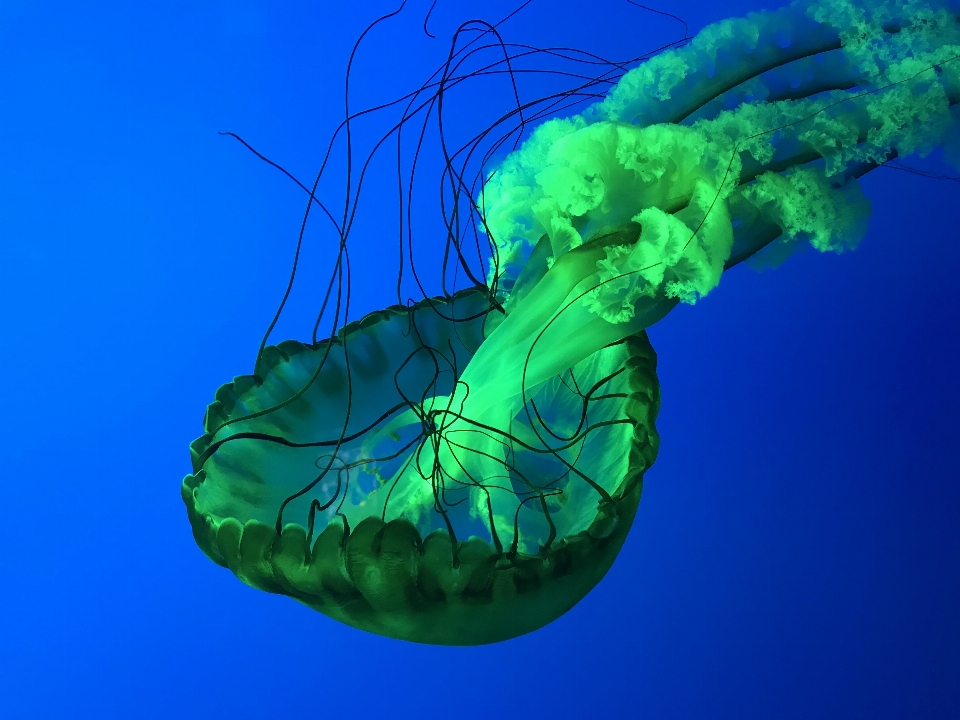 Green jellyfish cnidaria invertebrate