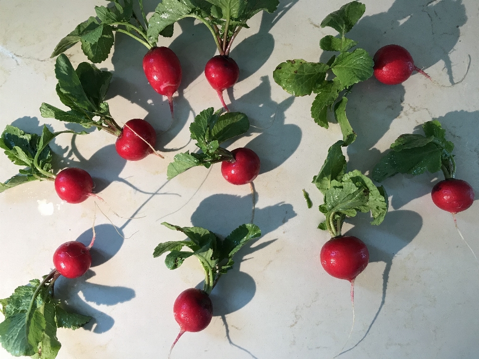 Nature radish vegetable food