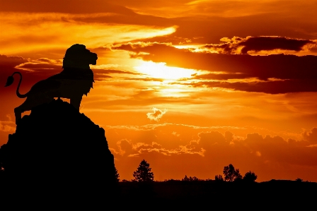 Lion king african silhouette Photo