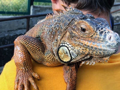 イグアナ ソチ
 樹木園
 爬虫類 写真