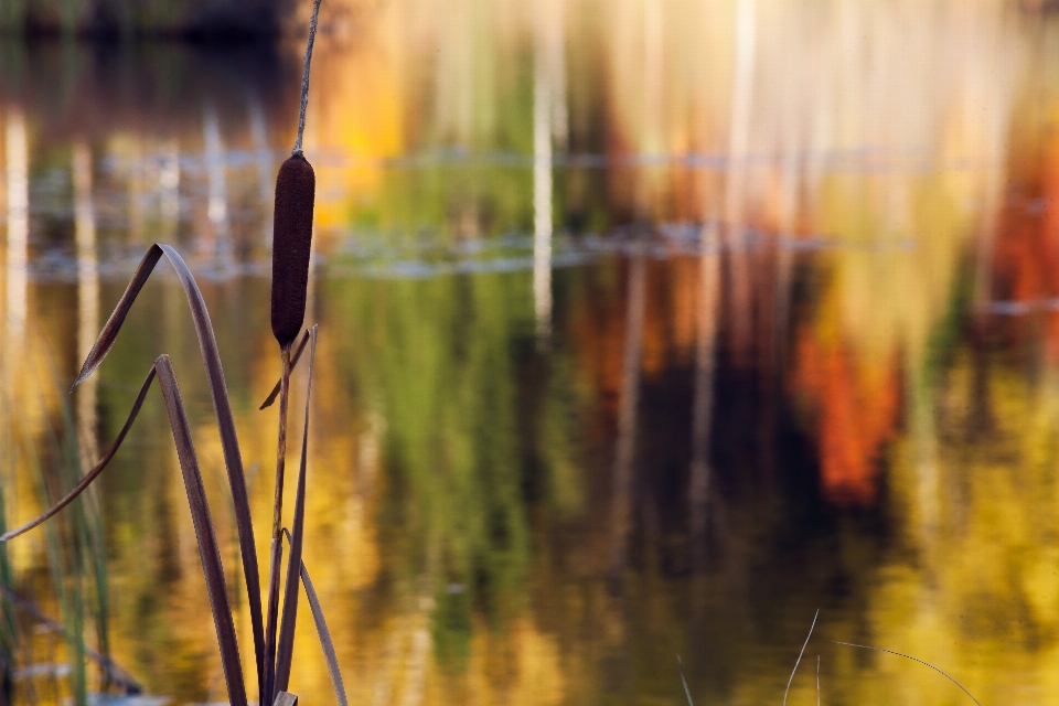 Autumn colors reflections red