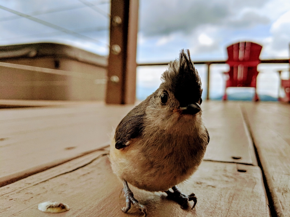 Oiseau effrayé pont fauna