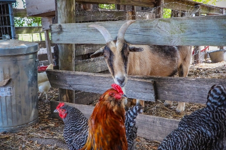 Farm rural chicken fauna Photo